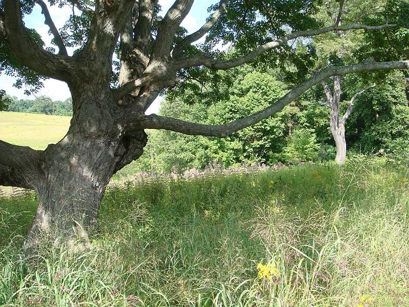 075 Longwood Gardens [2008 August 23].JPG - Longwood Gardens in Pennsylvania